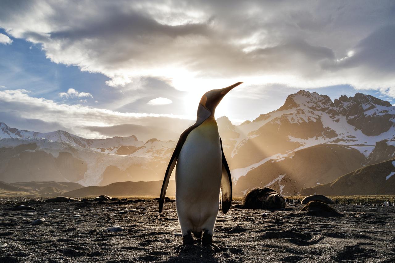 Ein Pinguin steht im Gegenlicht der Sonne