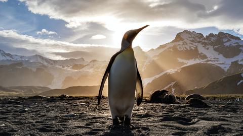 Ein Pinguin steht im Gegenlicht der Sonne