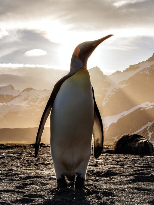 Ein Pinguin steht im Gegenlicht der Sonne