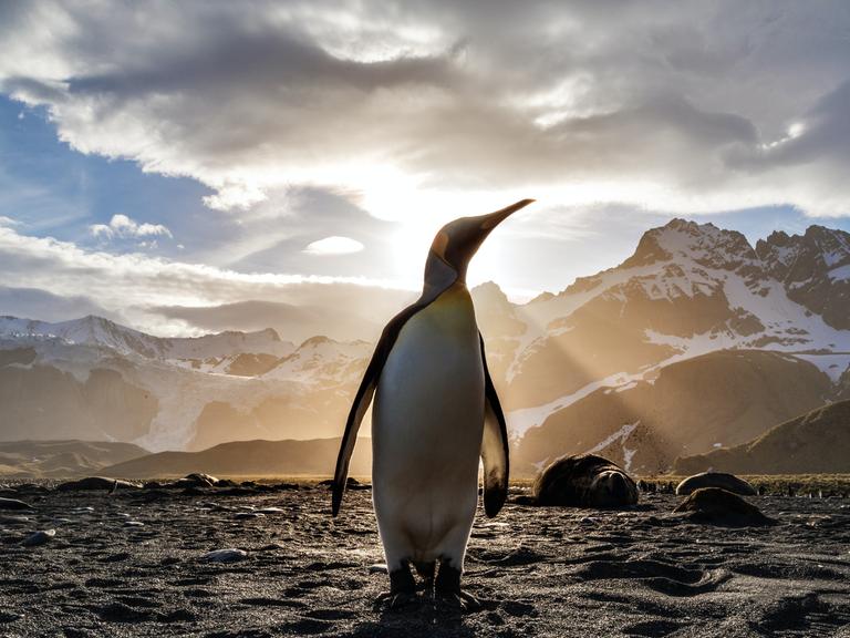 Ein Pinguin steht im Gegenlicht der Sonne