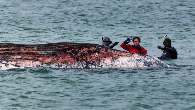 Eine Tier-Ärztin begutachtet zusammen mit Helfern einen toten Wal vor der dänischen Insel Anholt.