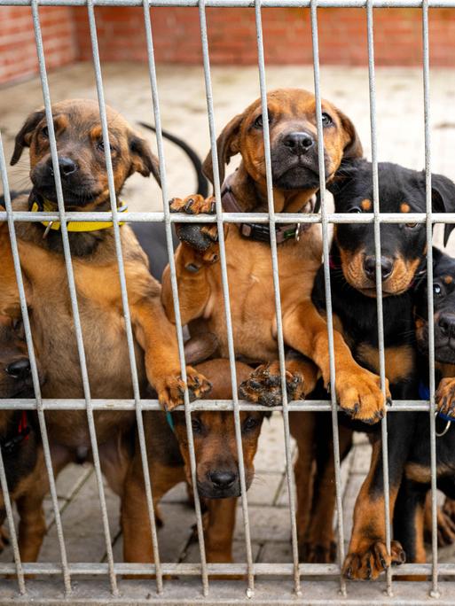 Mehrere Hunde im Bremer Tierheim stehen nebeneinander und aufrecht hinter einem Gitter.