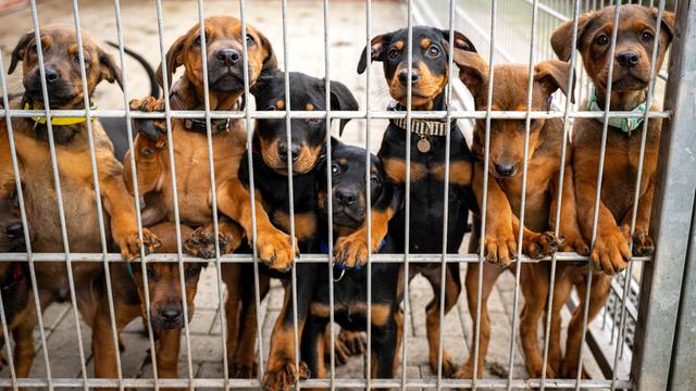 Mehrere Hunde im Bremer Tierheim stehen nebeneinander und aufrecht hinter einem Gitter.