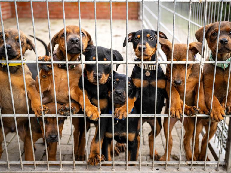 Mehrere Hunde im Bremer Tierheim stehen nebeneinander und aufrecht hinter einem Gitter.