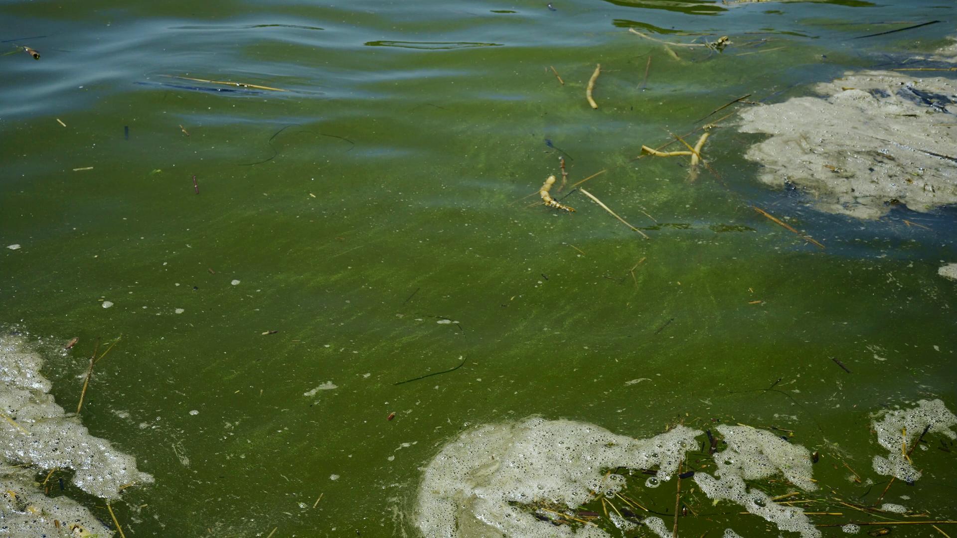 Blaualgen blühen im Schwarzen Meer. Sie färben das Wasser grün.