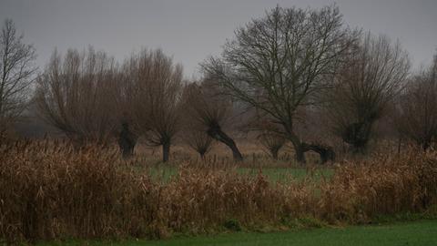 Weiden auf einer Oderwiese bei Sophienthal Landkreis Märkisch-Oderland im Oderbruch in Brandenburg. Weiden auf einer Oderwiese bei Sophienthal Landkreis Märkisch-Oderland im Oderbruch in Brandenburg.