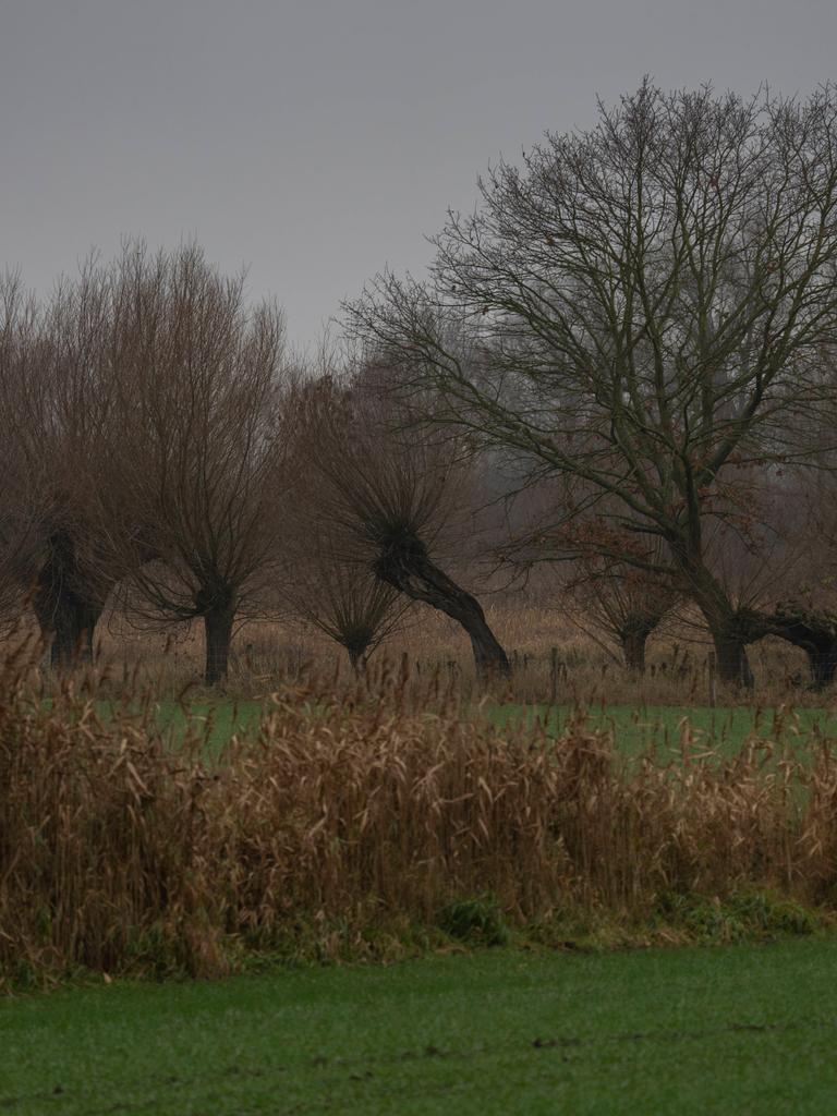 Weiden auf einer Oderwiese bei Sophienthal Landkreis Märkisch-Oderland im Oderbruch in Brandenburg. 