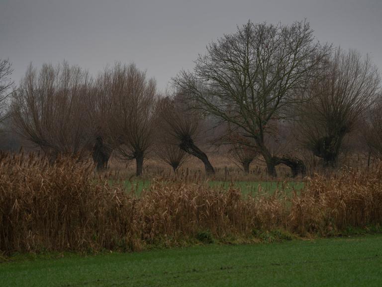 Weiden auf einer Oderwiese bei Sophienthal Landkreis Märkisch-Oderland im Oderbruch in Brandenburg. 