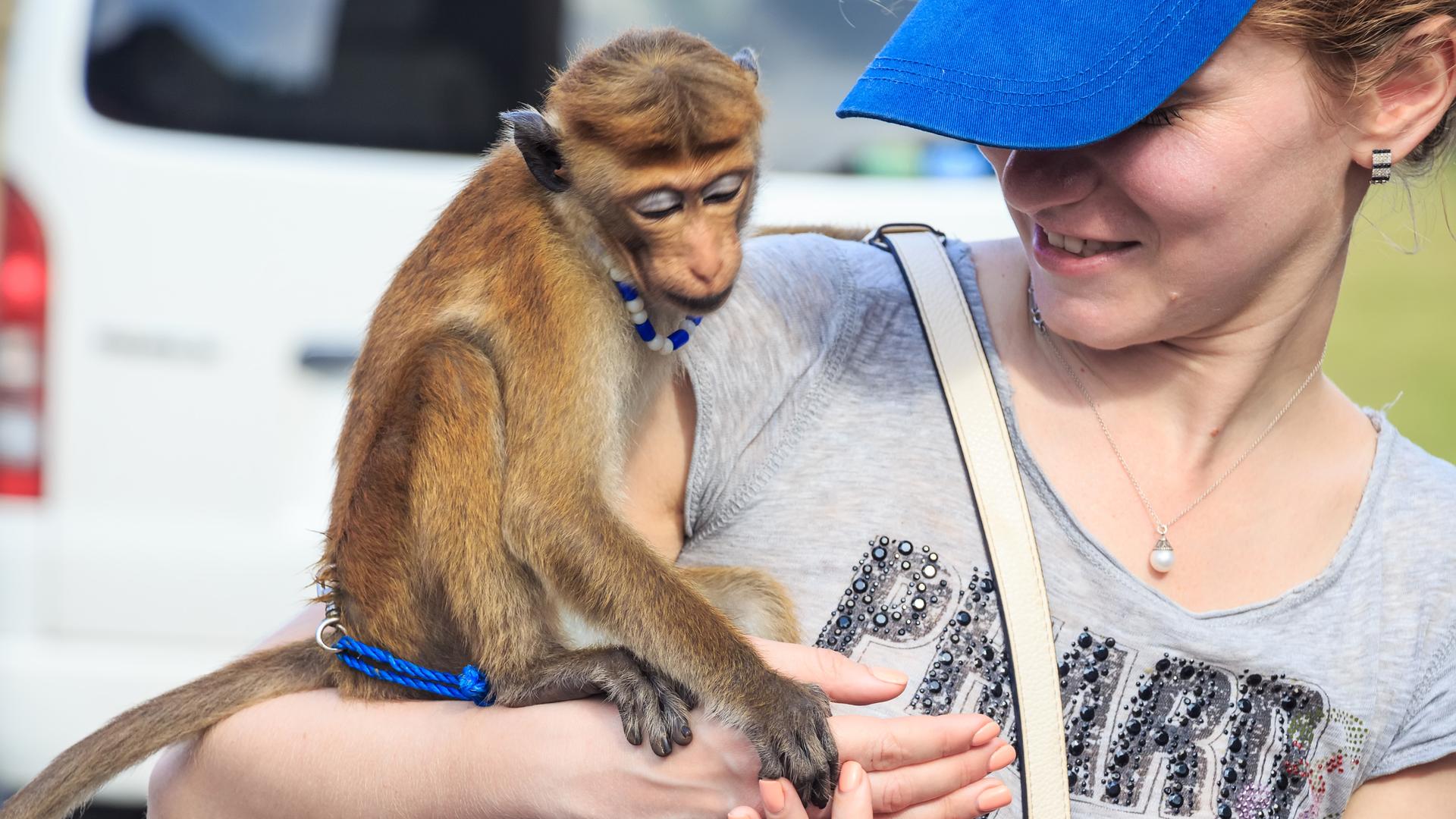 Ein Affe, der angeleint auf dem Arm einer Touristin sitzt.