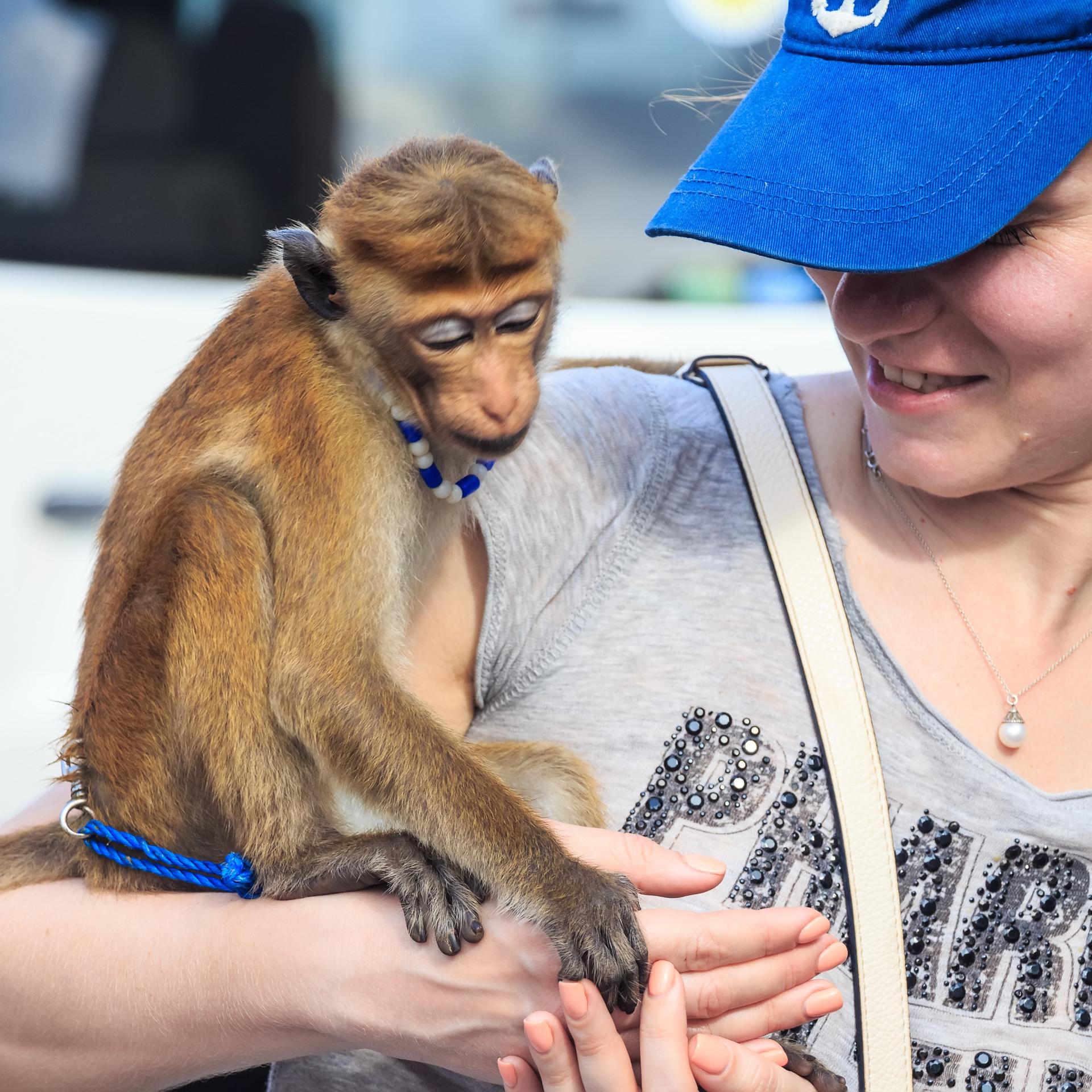 Ein Affe, der angeleint auf dem Arm einer Touristin sitzt.