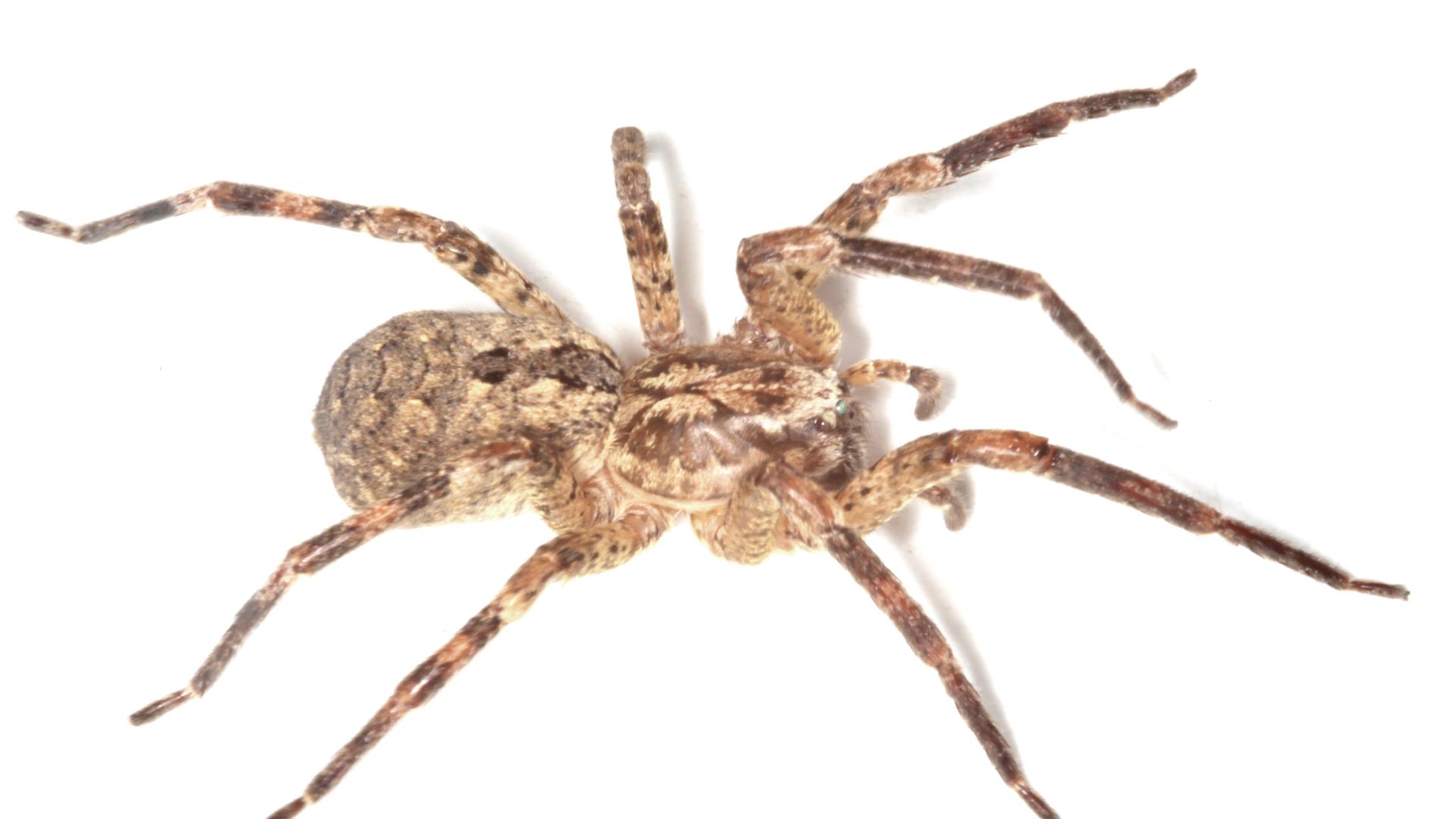 Kräuseljagdspinne Kräuseljagdspinne