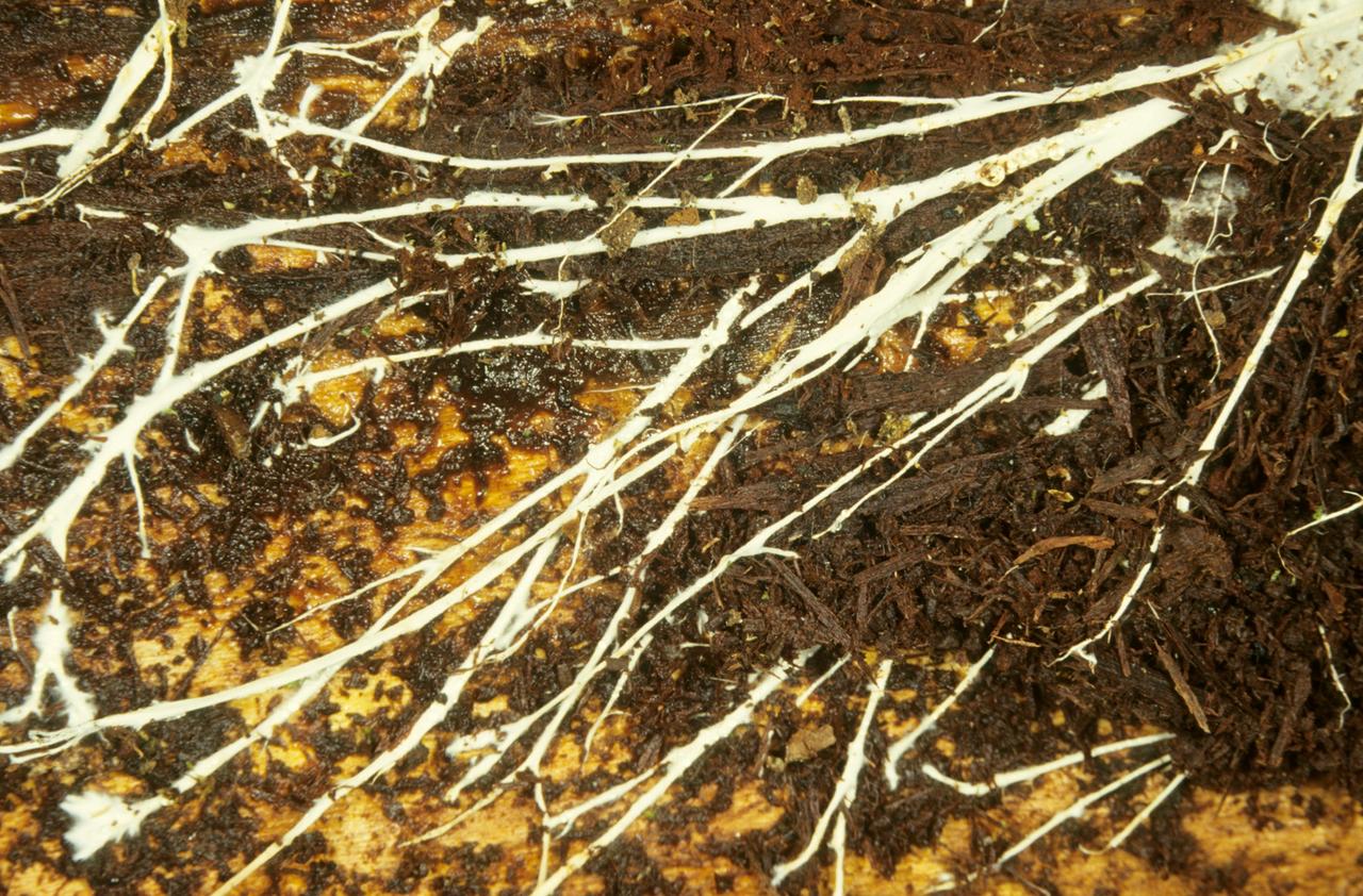 Unterirdische PIlzhyphen eines Pilzmyzels an einem morschen Eichenstamm: Weiße Linien und Netz in Braun.