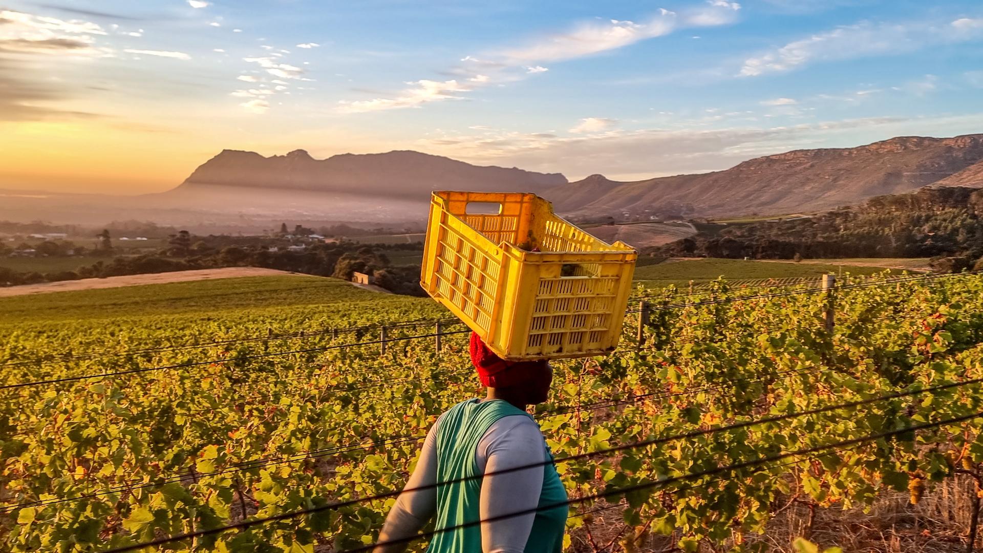 Eine Arbeiterin geht mit einer gelben Kiste auf dem Kopf durch einen Weinberg in der Nähe von Kapstadt.