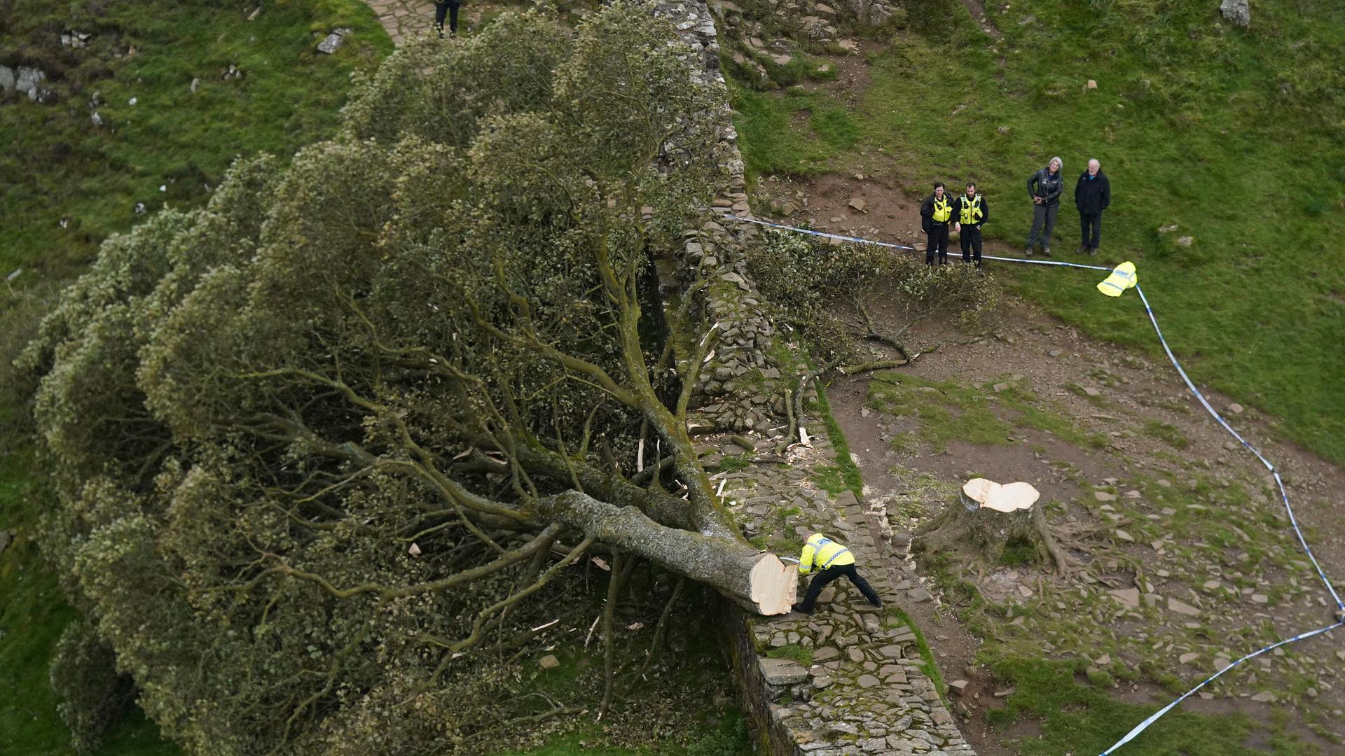 Polizisten untersuchen die Stelle am Hadrianswall, wo der berühmte Baum illegal gefällt wurde.