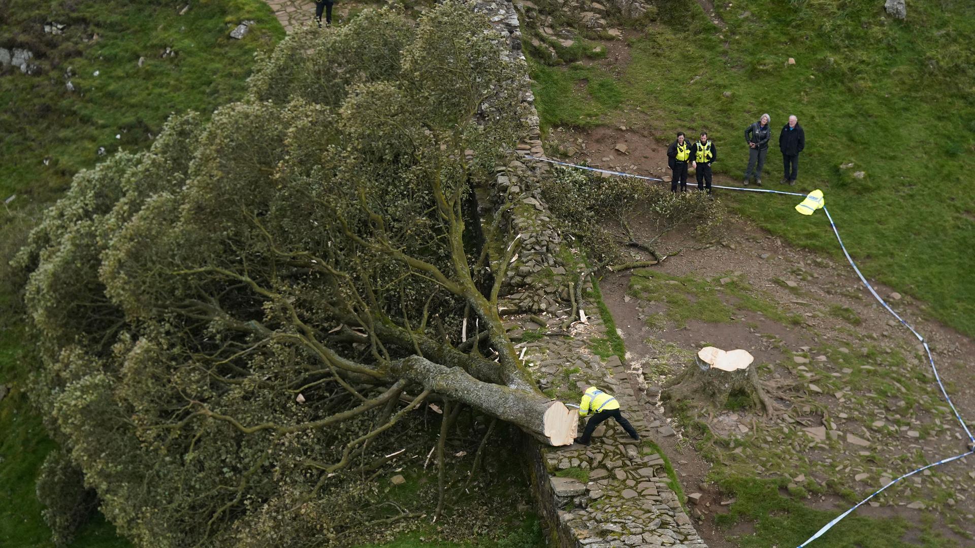 Polizisten untersuchen die Stelle am Hadrianswall, wo der berühmte Baum illegal gefällt wurde. Polizisten untersuchen die Stelle am Hadrianswall, wo der berühmte Baum illegal gefällt wurde.