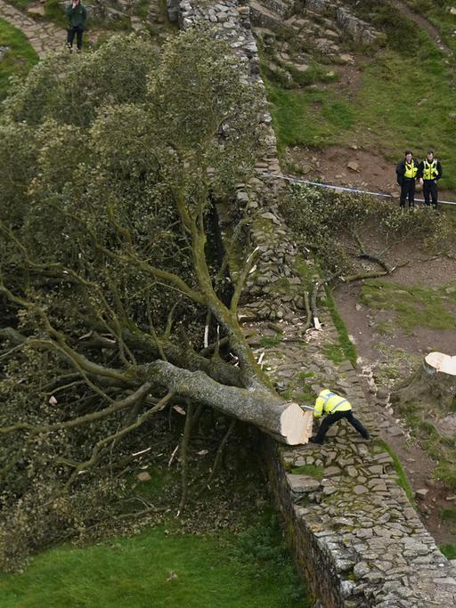 Polizisten untersuchen die Stelle am Hadrianswall, wo der berühmte Baum illegal gefällt wurde.