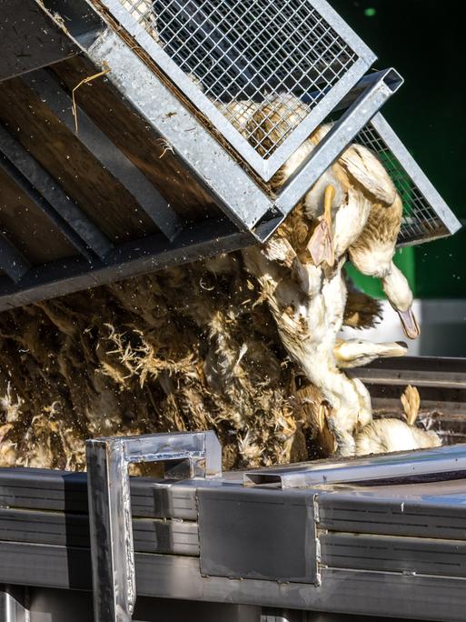 Enten, die in einer von Geflügelpest befallenen Anlage getötet wurden, werden in einen Transportbehälter gekippt. 