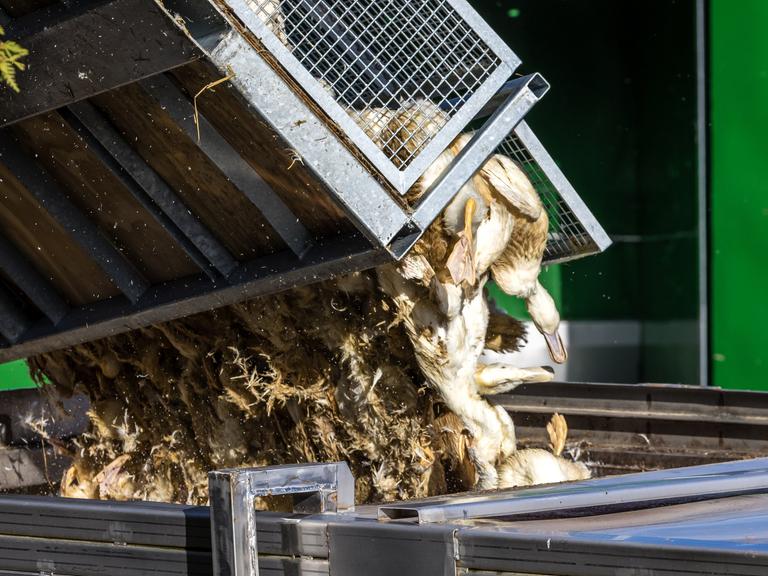 Enten, die in einer von Geflügelpest befallenen Anlage getötet wurden, werden in einen Transportbehälter gekippt. 