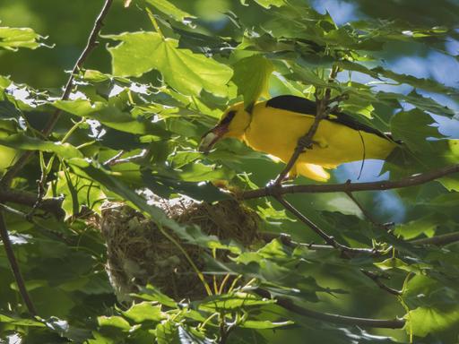 Ein Pirol-Männchen entfernt Kotballen vom Nest. Im grün des Baumes ist der gelbe Vogel schwer zu erkennen.