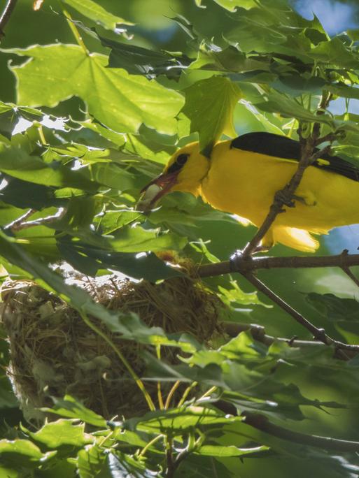 Ein Pirol-Männchen entfernt Kotballen vom Nest. Im grün des Baumes ist der gelbe Vogel schwer zu erkennen.