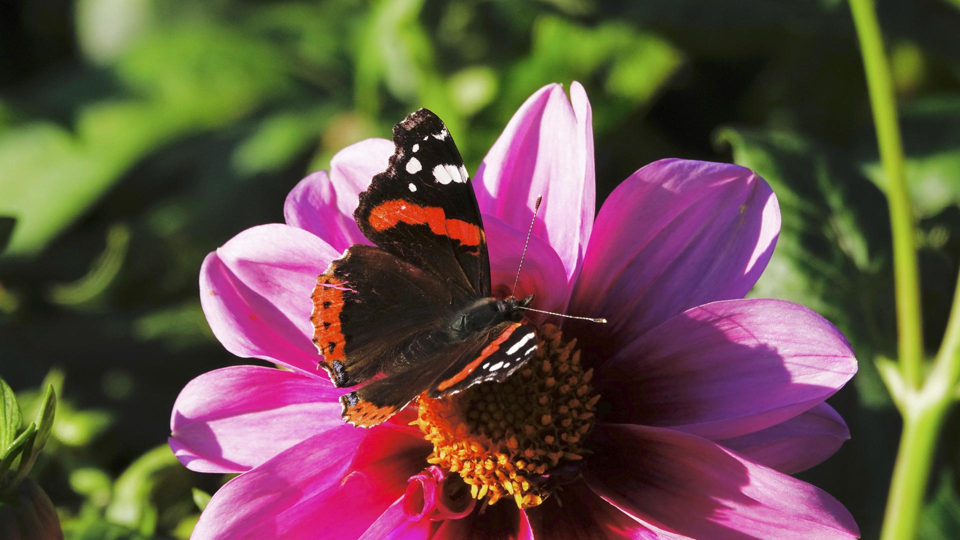 Ein Schmetterling der Gattung Admiral sitzt auf einer pinkfarben blühenden Dahlie.