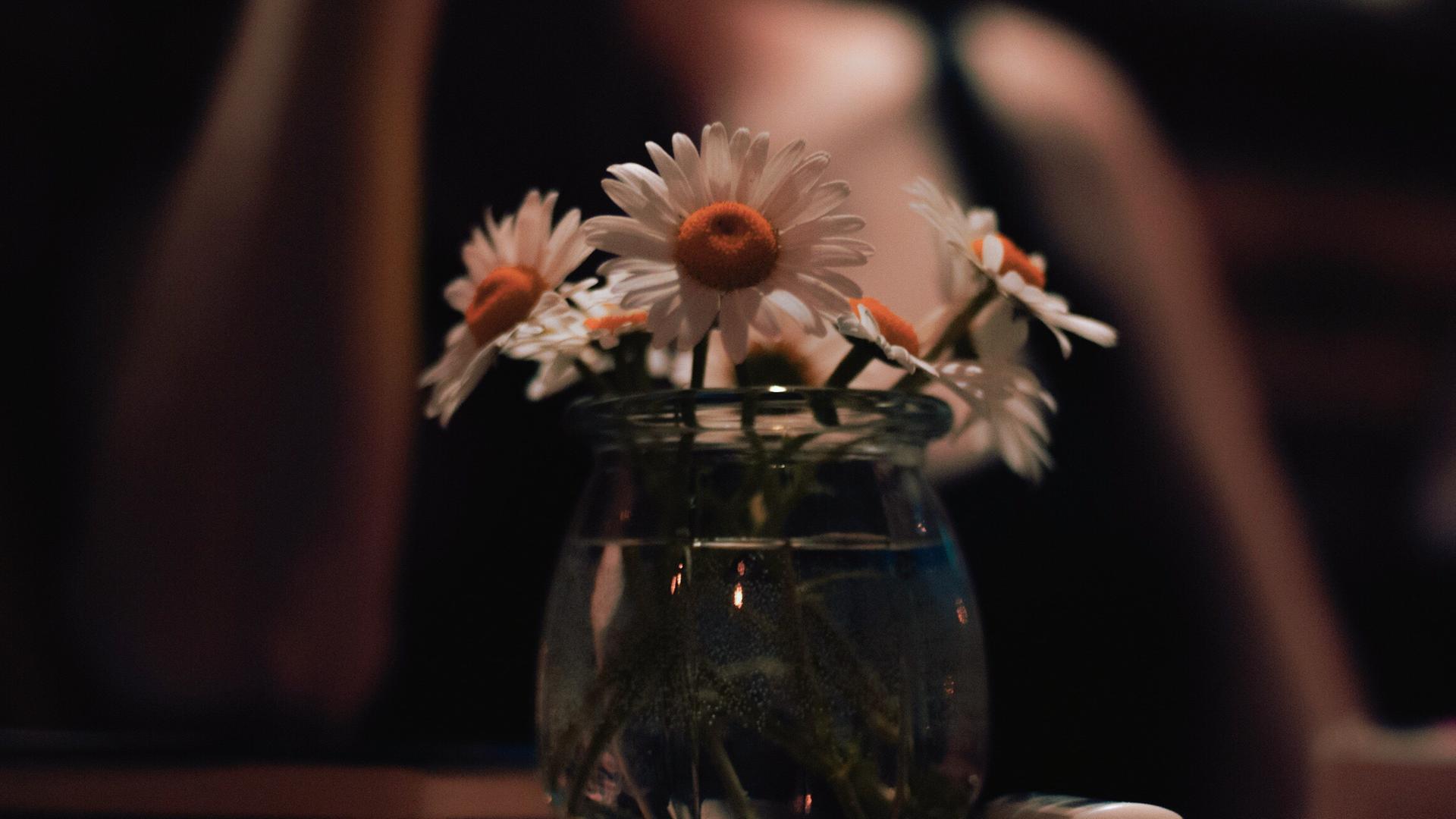 Nahaufnahme einer Vase mit Gänseblümchen (engl. Daisy, wie der Name der Protagonistin), die Stimmung im Bild ist eher düster, im Hintergrund ist unscharf eine Person zu erkennen.