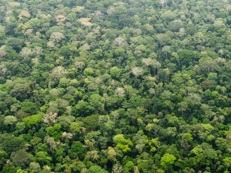 Regenwald im Dzanga-Nationalpark im Dreilaendereck Kongo, Kamerun und Zentralafrikanische Republik in Bayanga.