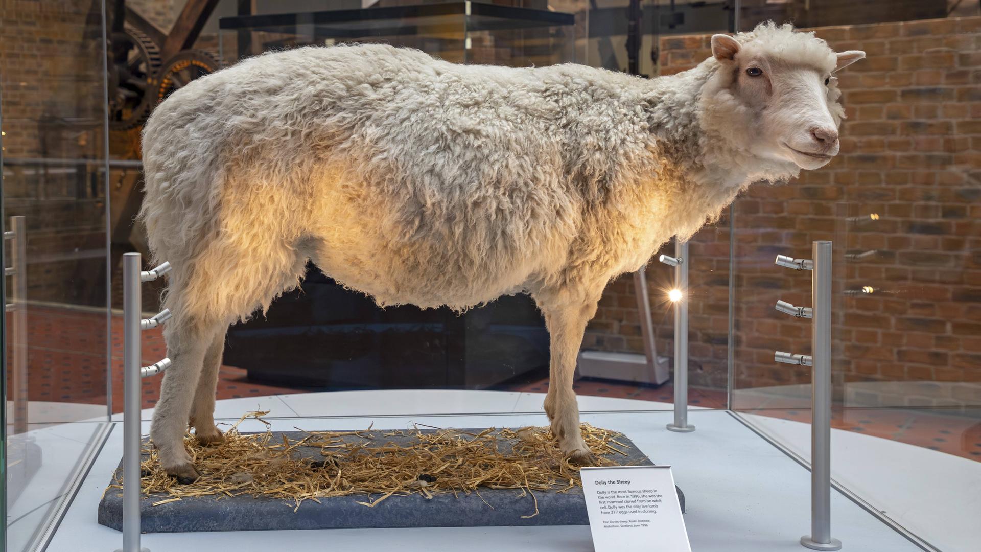 Dolly, das erste geklonte Schaf, steht in einer Vitrine. 