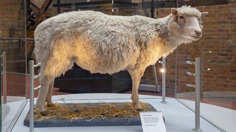 Dolly, das erste geklonte Schaf, steht in einer Vitrine. 