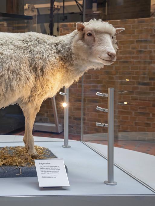 Dolly, das erste geklonte Schaf, steht in einer Vitrine. 