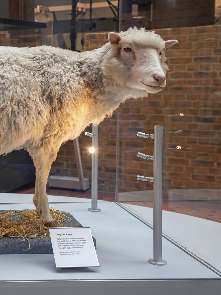 Dolly, das erste geklonte Schaf, steht in einer Vitrine. 