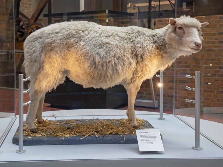 Dolly, das erste geklonte Schaf, steht in einer Vitrine. 