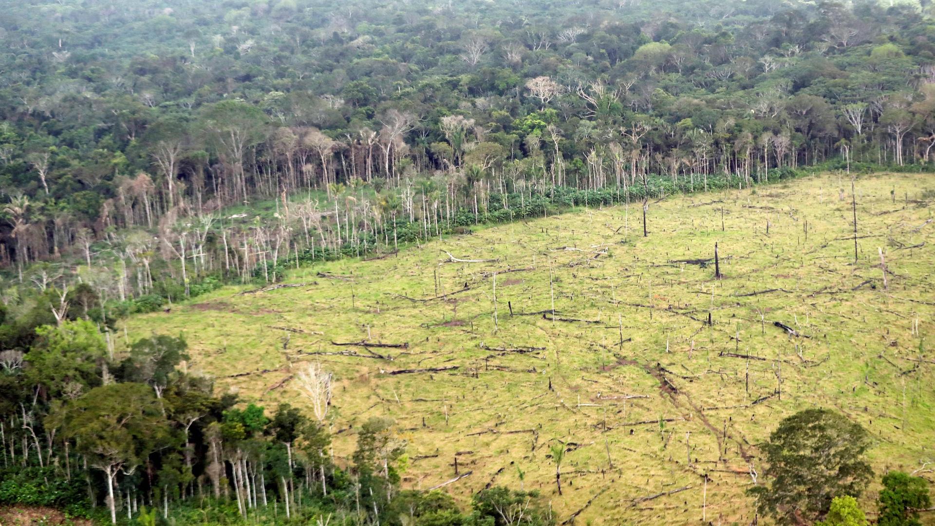Ein abgeholztes Gebiet in Kolumbien. Die hellgrüne Fläche zeichnet sich deutlich gegen die dunkelgrünen Waldränder ab.