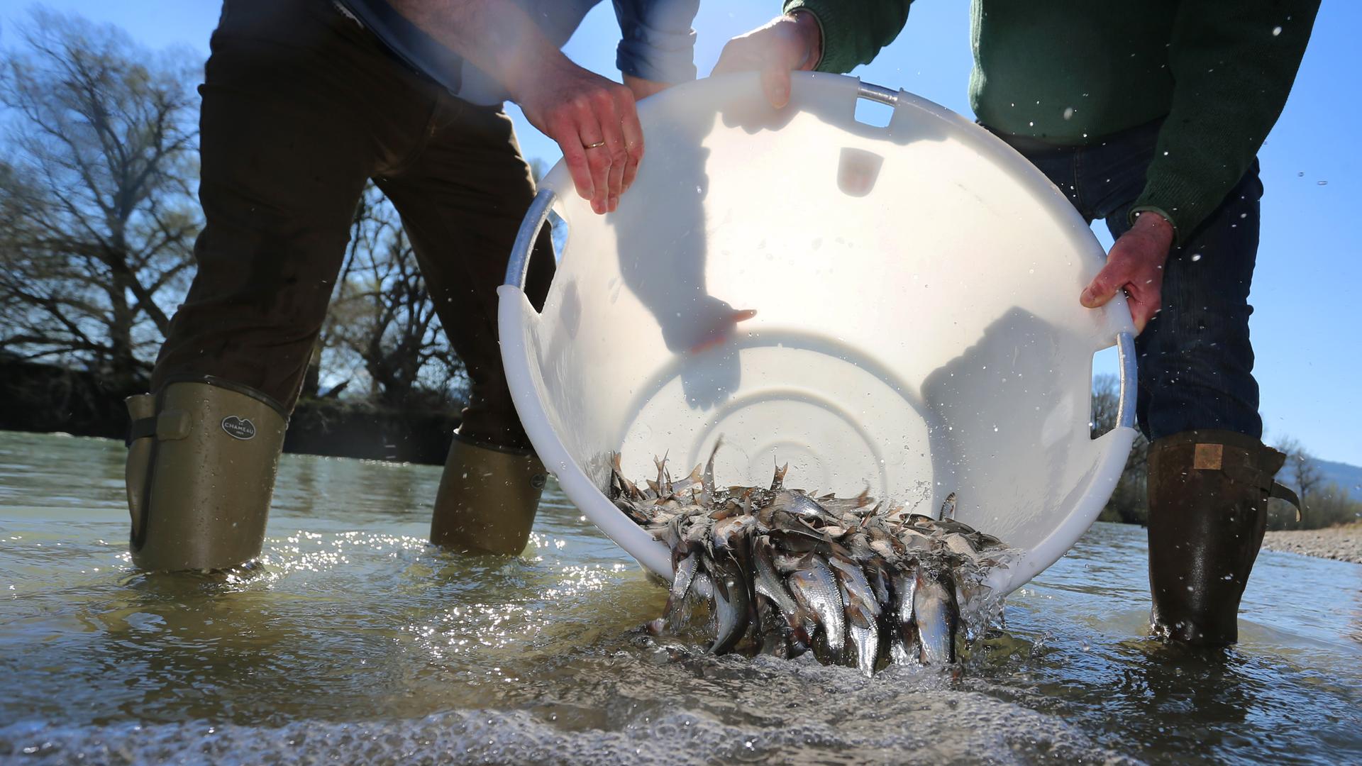 Waltenhofen in Süddeutschland: Mitarbeiter der Schwäbischen Fischereiberatungsstelle und der Landesanstalt für Umwelt schütten Fische aus einem Eimer in die Iller im Rahmen einer Renaturierungsaktion im Jahr 2019