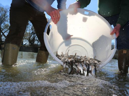 Waltenhofen in Süddeutschland: Mitarbeiter der Schwäbischen Fischereiberatungsstelle und der Landesanstalt für Umwelt schütten Fische aus einem Eimer in die Iller im Rahmen einer Renaturierungsaktion im Jahr 2019