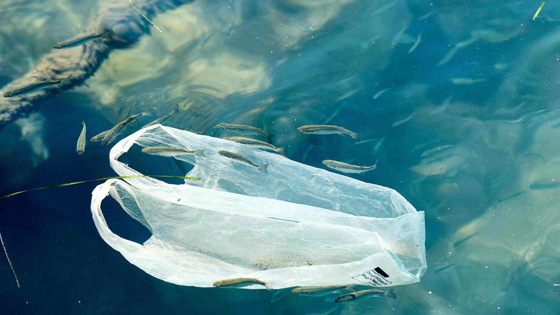 Plastiktüte treibt im Meer und zeigt die verheerenden Auswirkungen von Umweltverschmutzung auf die Meeresfauna. Plastikmüll ist eine große Bedrohung für die Ozeane und ihre Bewohner