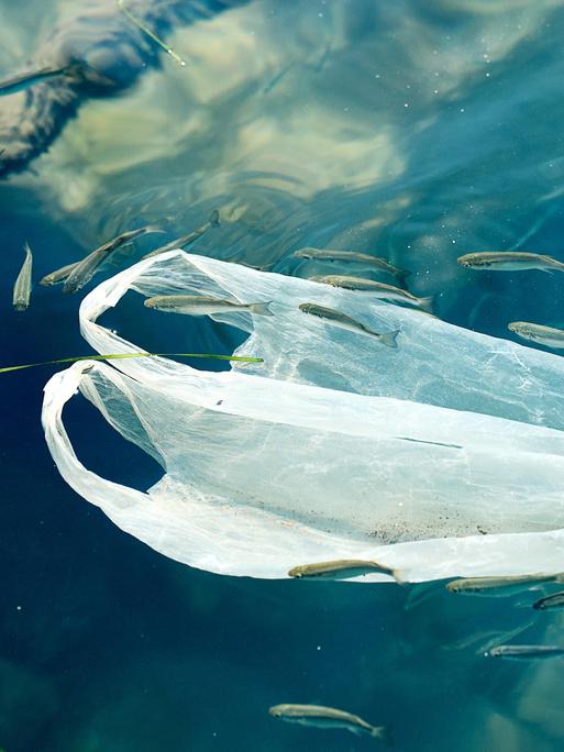 Plastiktüte treibt im Meer und zeigt die verheerenden Auswirkungen von Umweltverschmutzung auf die Meeresfauna. Plastikmüll ist eine große Bedrohung für die Ozeane und ihre Bewohner