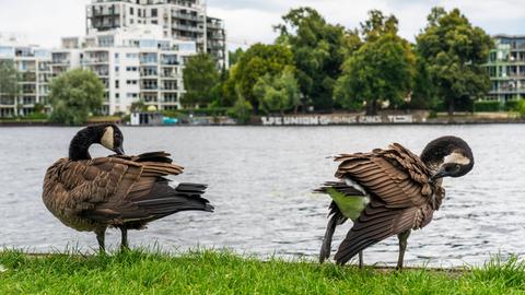 Kanadagänse (Branta canadensis) am Ufer der Spree im Treptower Park in Berlin mit Blick auf neue Wohnhäuser auf der Halbinsel Stralau zwischen viel Grün