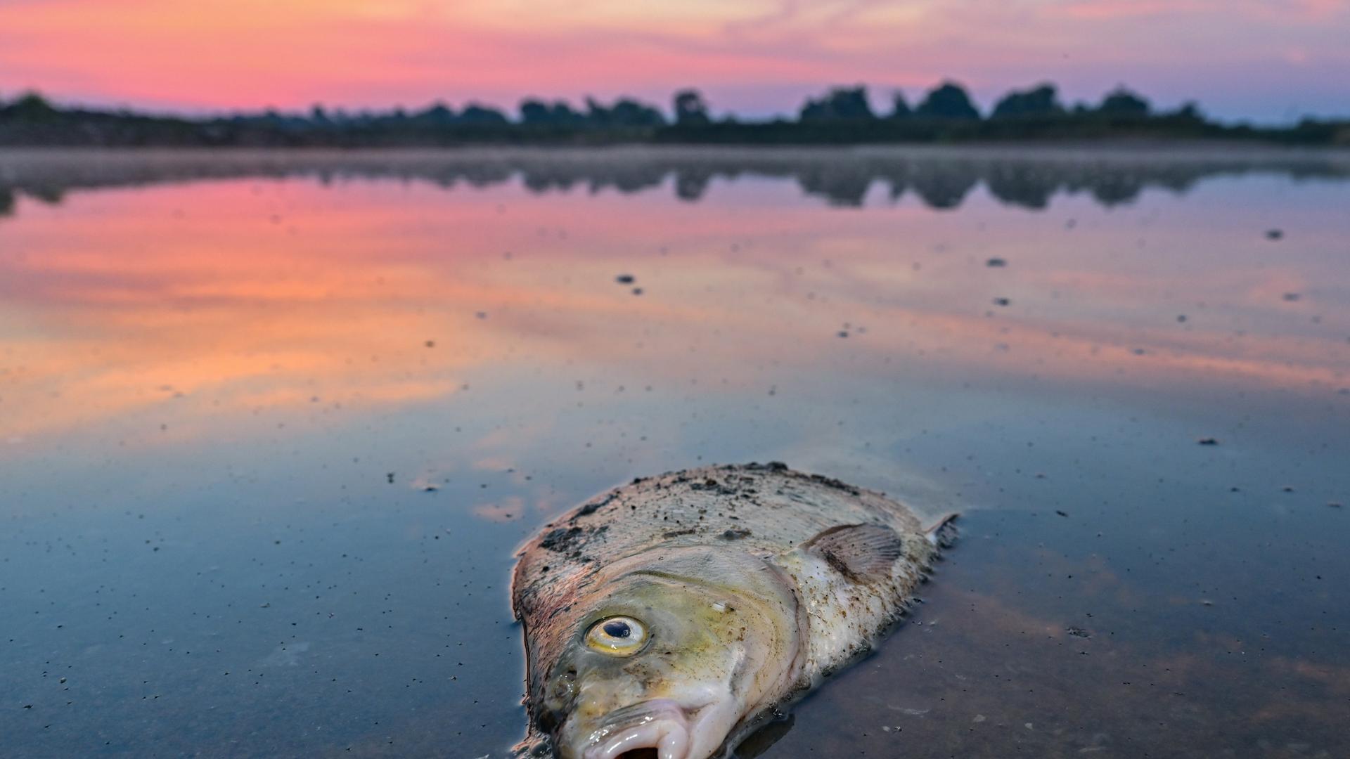 Ein toter Blei liegt am frühen Morgen im flachen Wasser vom deutsch-polnischen Grenzfluss Oder. Das massive Fischsterben im Fluss Oder im August beschäftigt das Leibniz-Institut für Gewässerökologie und Binnenfischerei. Ein toter Blei liegt am frühen Morgen im flachen Wasser vom deutsch-polnischen Grenzfluss Oder. Das massive Fischsterben im Fluss Oder im August beschäftigt das Leibniz-Institut für Gewässerökologie und Binnenfischerei.