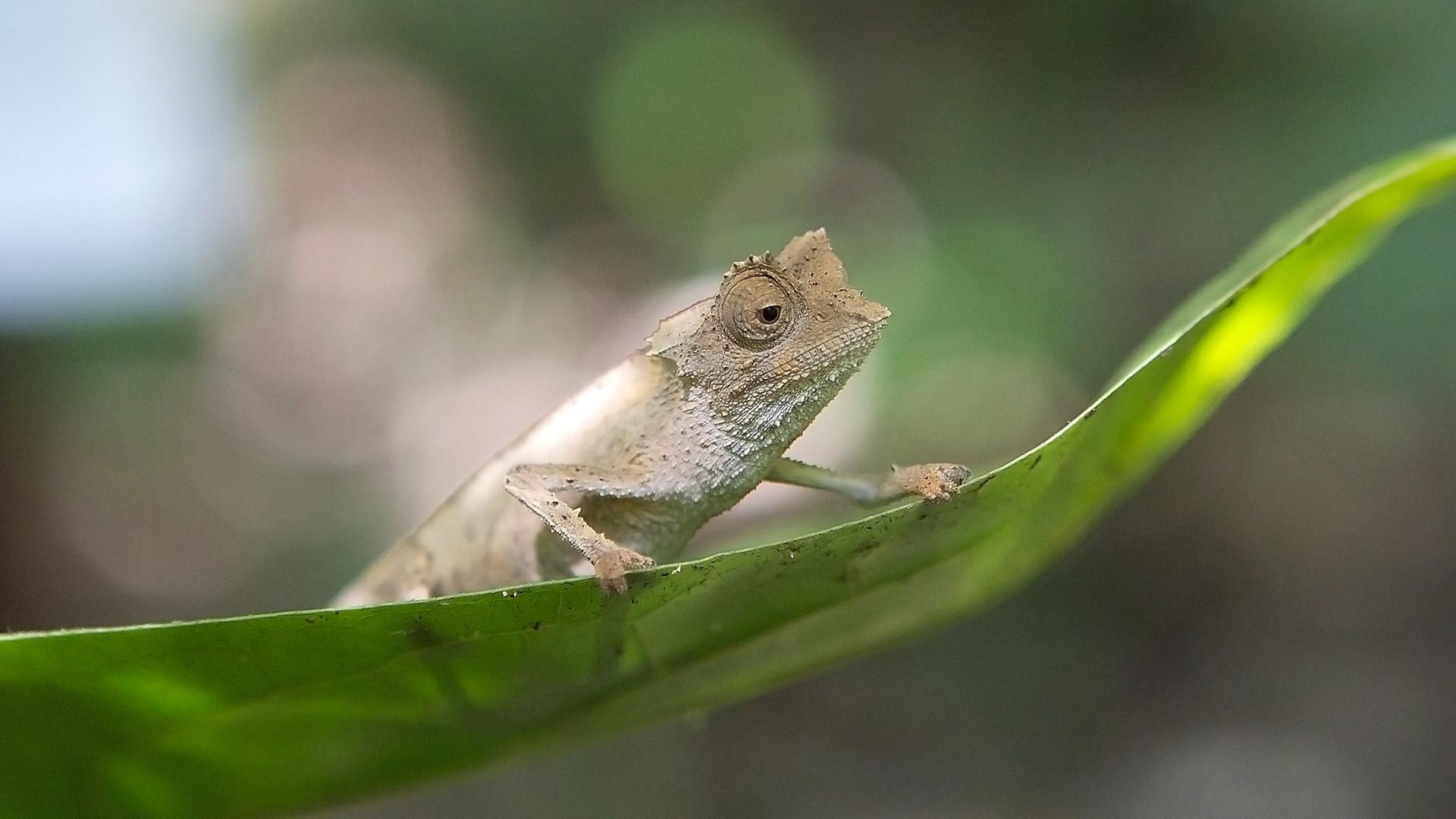 Nosy Be Zwergblattchamäleon (Brookesia minima) ist ein Zwergchamäleon, das als die kleinste Eidechse der Chamaeleonnidae galt, bis 2012 eine kleinere Art, Brokesia micra, beschrieben wurde.