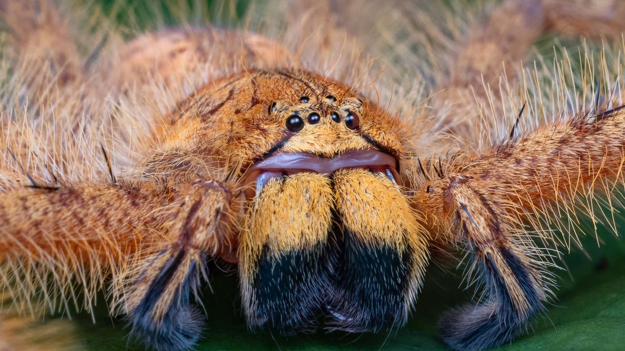 Taxonomien wie Ordnung in die Natur gebracht wird