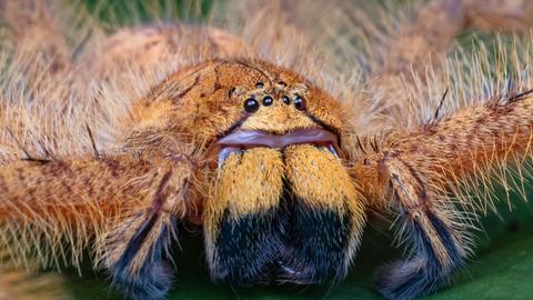 Großaufnahme der Riesenkrabbenspinne Heteropoda davidbowie auf einem Laubblatt