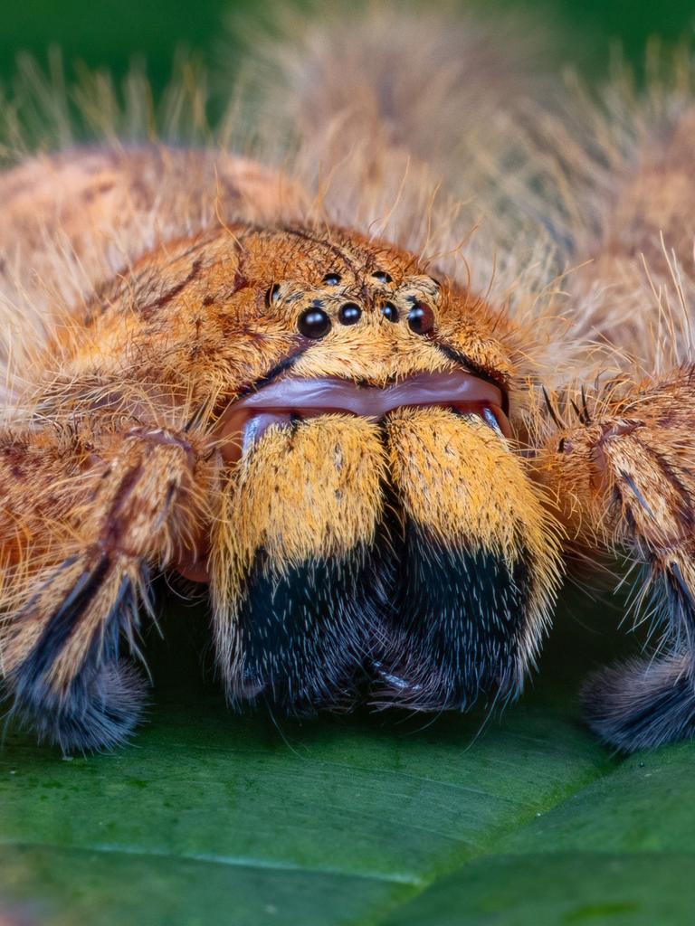 Großaufnahme der Riesenkrabbenspinne Heteropoda davidbowie auf einem Laubblatt