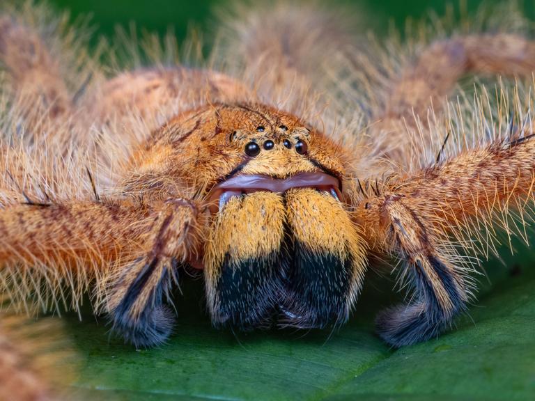 Großaufnahme der Riesenkrabbenspinne Heteropoda davidbowie auf einem Laubblatt