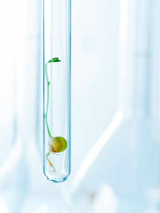 Ein Keimling in einem Reagenzglas, eine gentechnisch veränderte Pflanze, 2021.