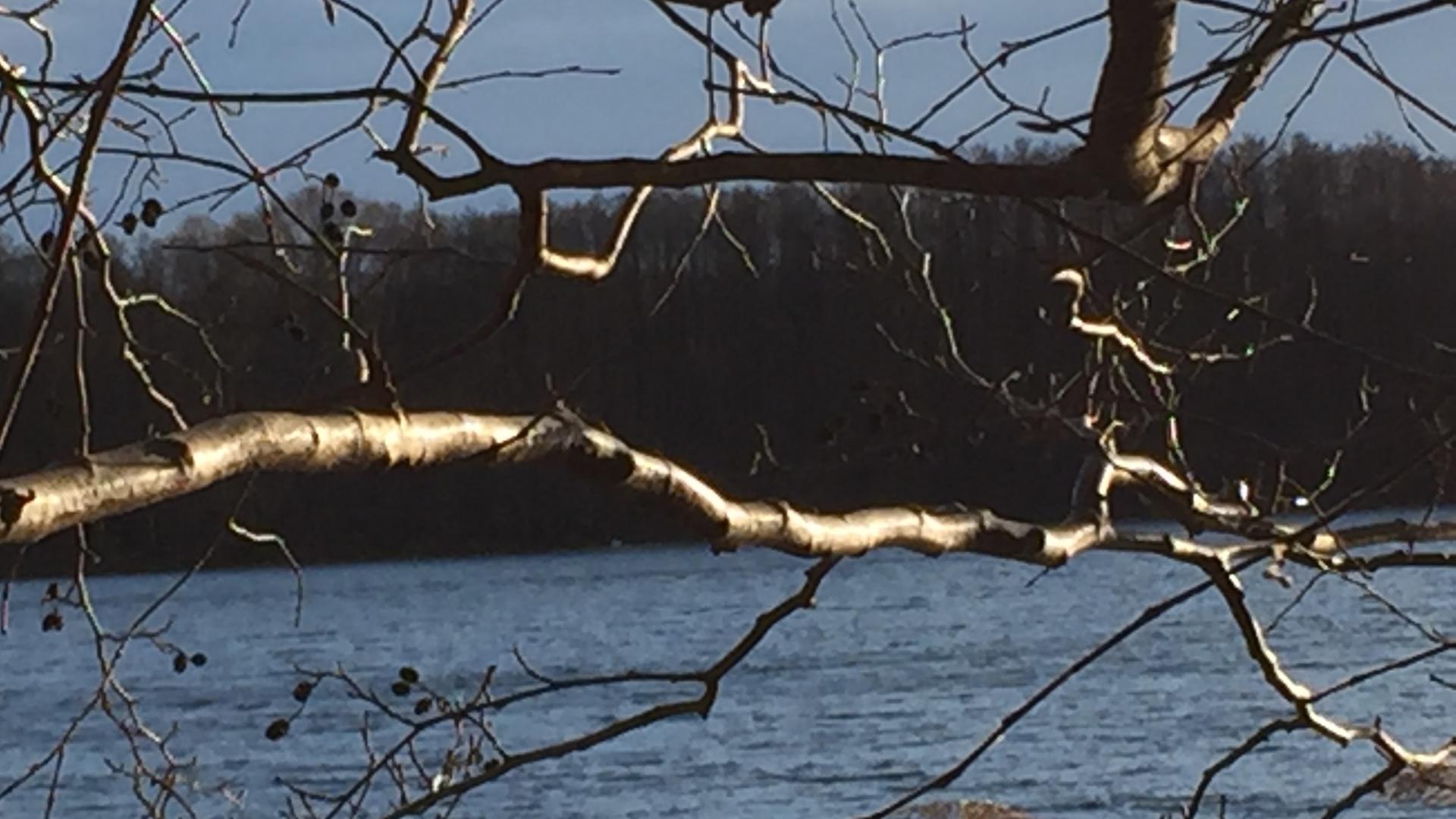 Äste leuchten in der Wintersonne vor dem See