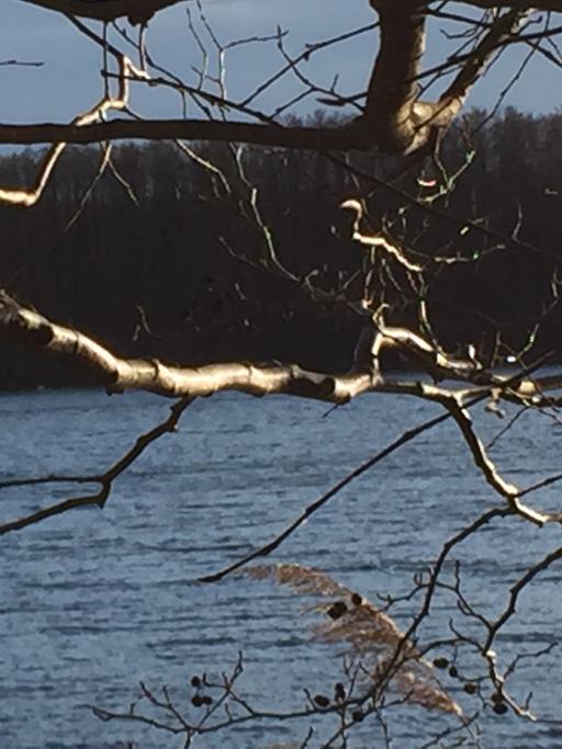 Äste leuchten in der Wintersonne vor dem See