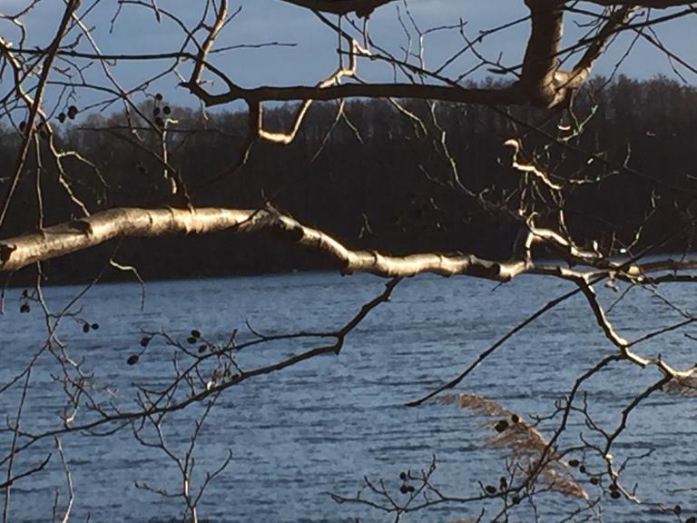 Äste leuchten in der Wintersonne vor dem See