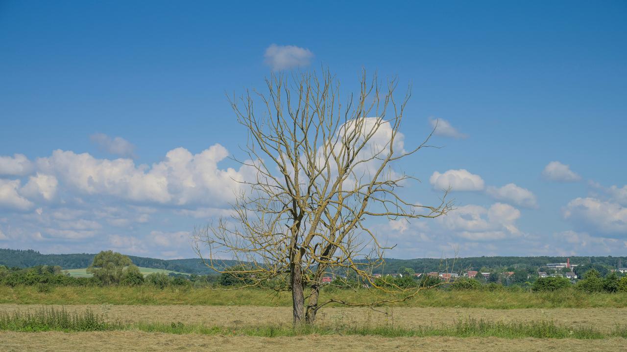 Ein ertrockneter Baum steht auf einem Feld Ein ertrockneter Baum steht auf einem Feld