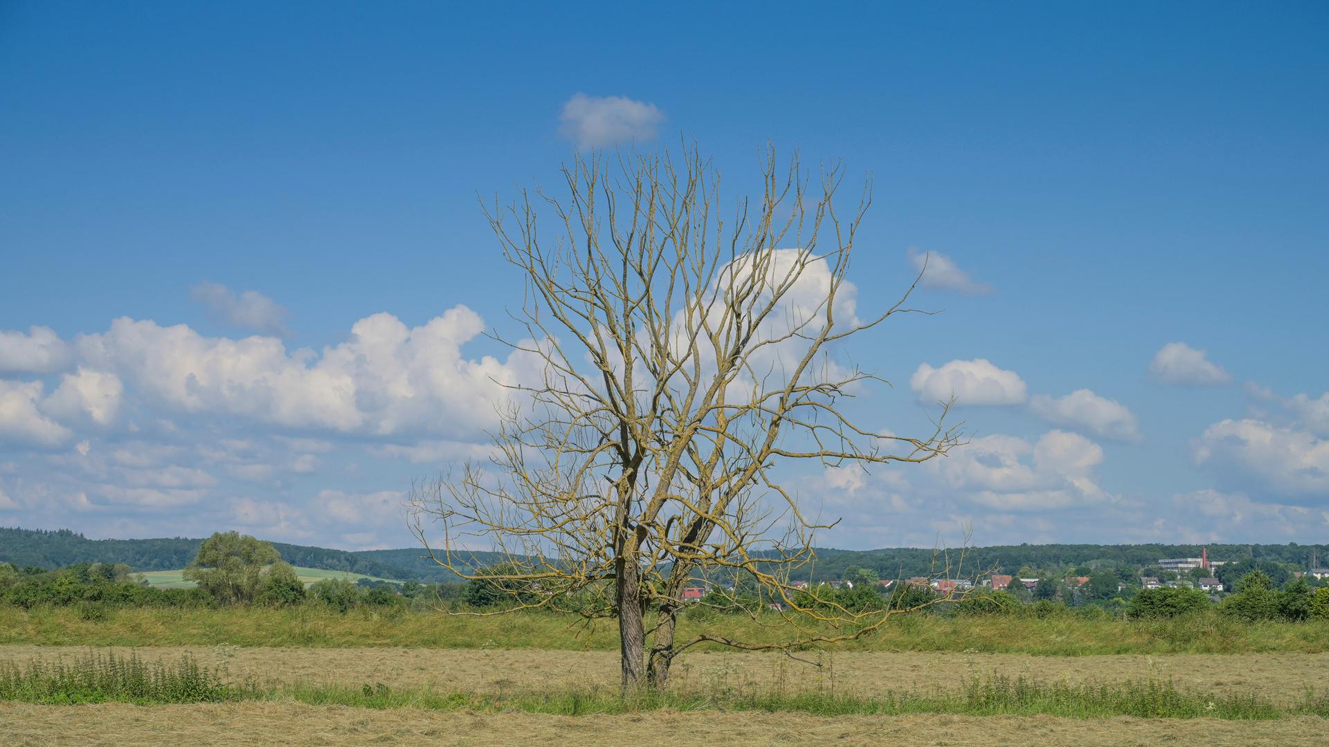 Ein ertrockneter Baum steht auf einem Feld